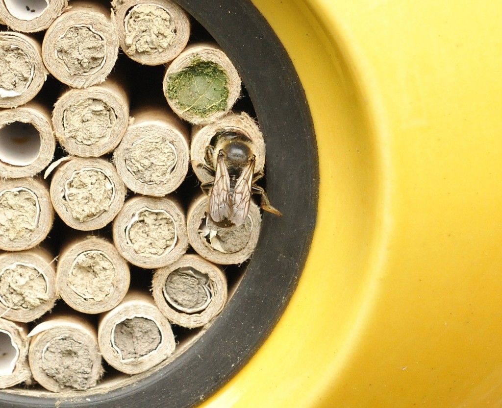 Red Mason bees have set up home in this beepalace, with a neighbouring leaf cutter bee - note the different building methods