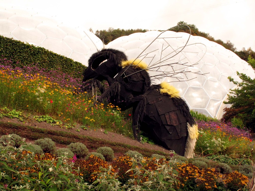 A large honey bee dominates the Eden Project's garden for pollinators
