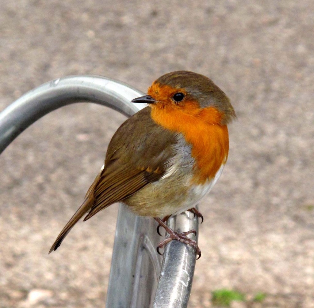 Gratuitous picture of a Robin.