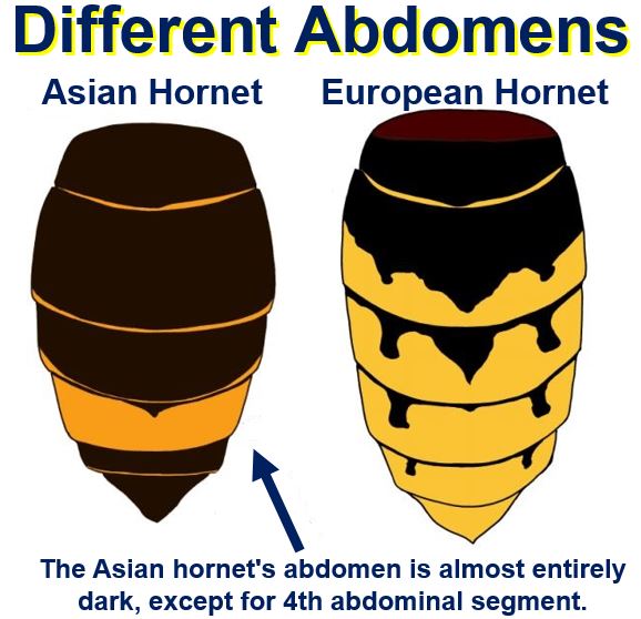 european-and-asian-hornets-have-different-abdomens