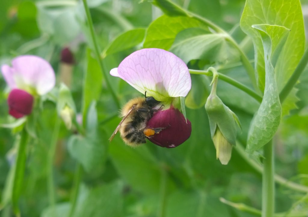 Carder bee on pea
