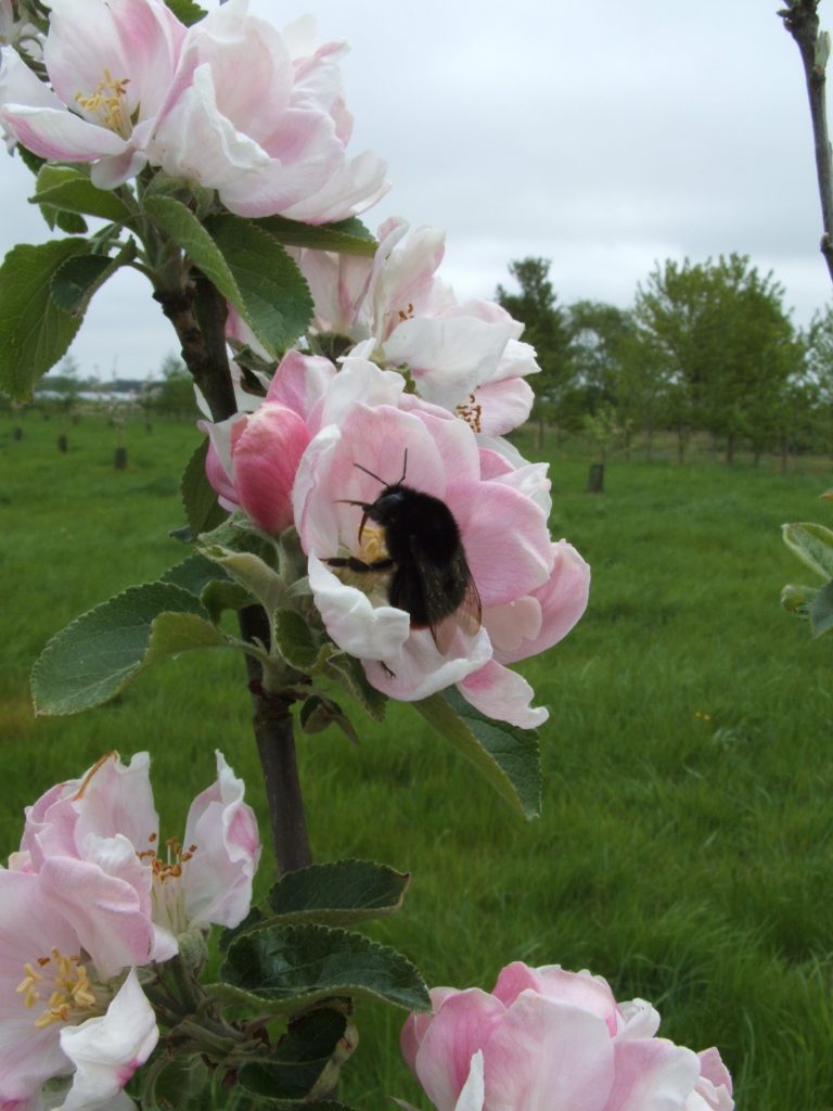 Bumble bee on apple blossom