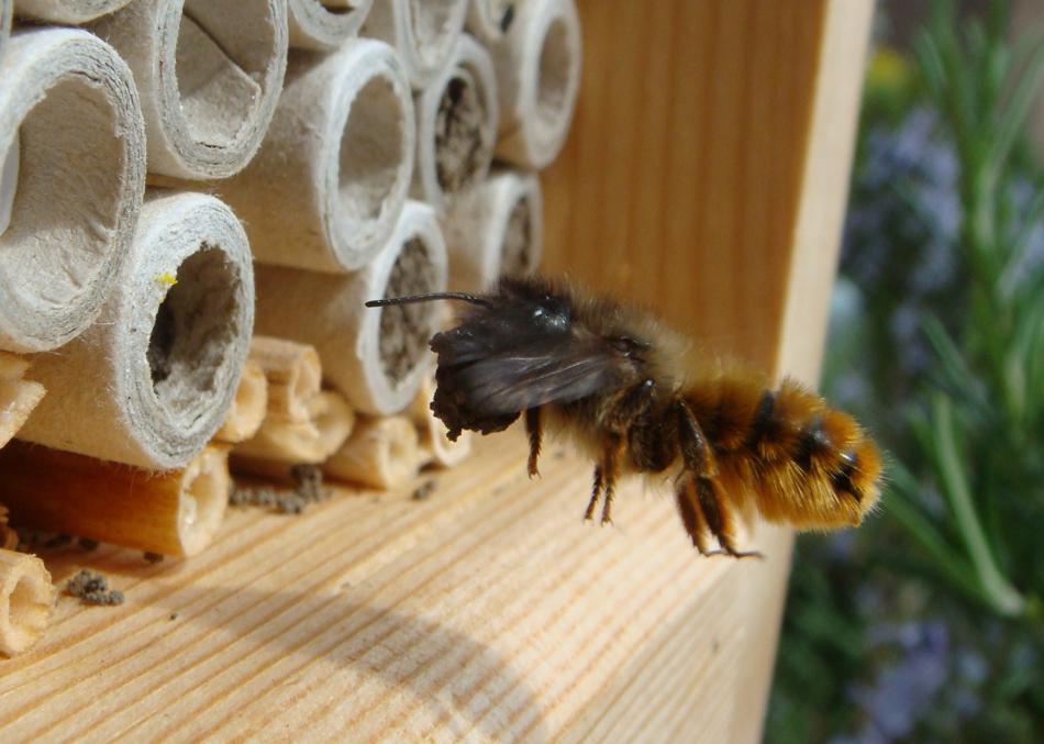 A red mason bee returns to the nest carrying the mud she needs to build -Photo credit: Louise Hislop
