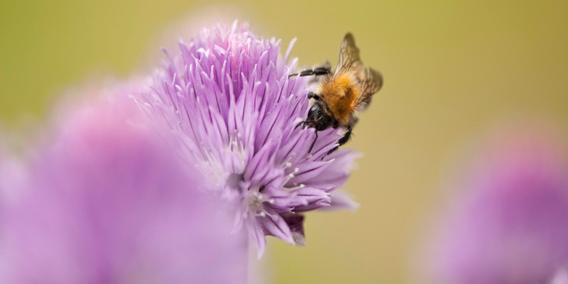 A solitary bee is one of the essential pollinators to ensure we have chives to use in our salads. One third of the food we eat requires pollinating.