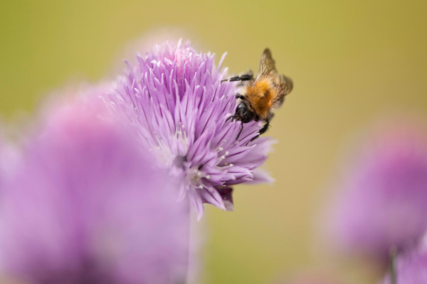 A solitary bee is one of the essential pollinators to ensure we have chives to use in our salads. One third of the food we eat requires pollination.