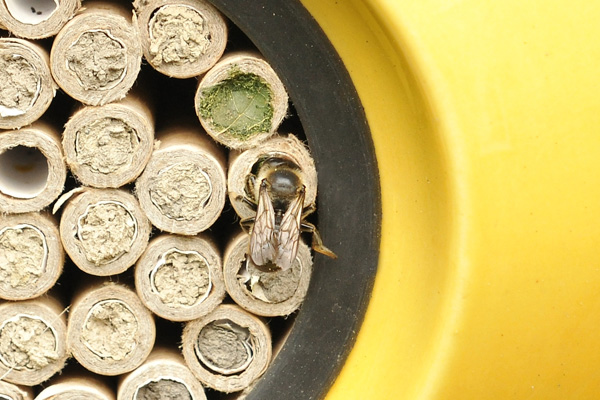 A leafcutter bee makes its nest next to some mason bee nests in a yellow beepalace.