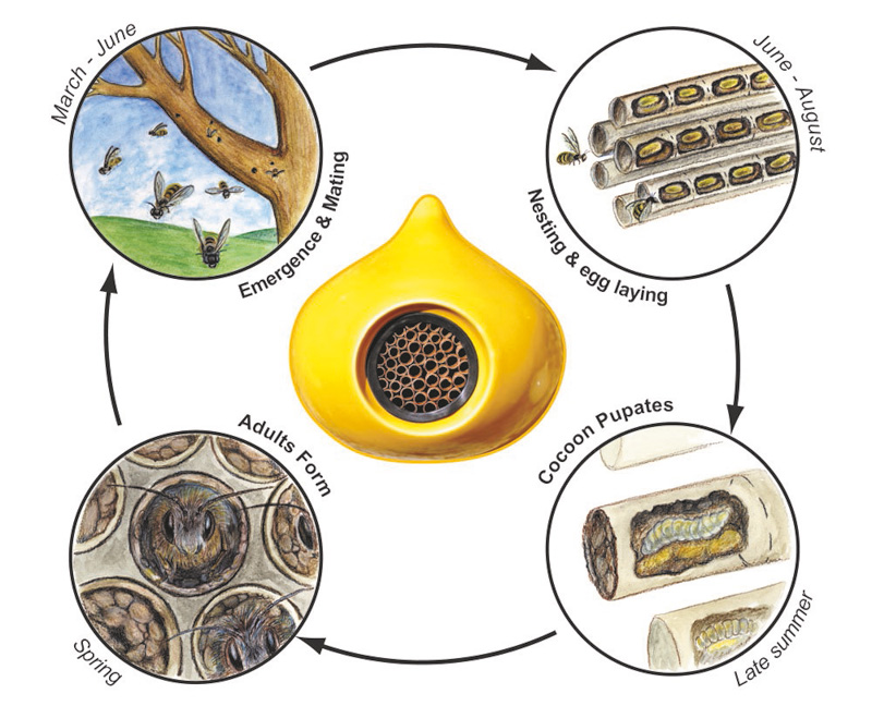 diagram showing the life-cycle of a solitary bee